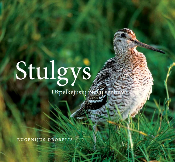 Stulgys. Užpelkėjusių pievų senbuvis